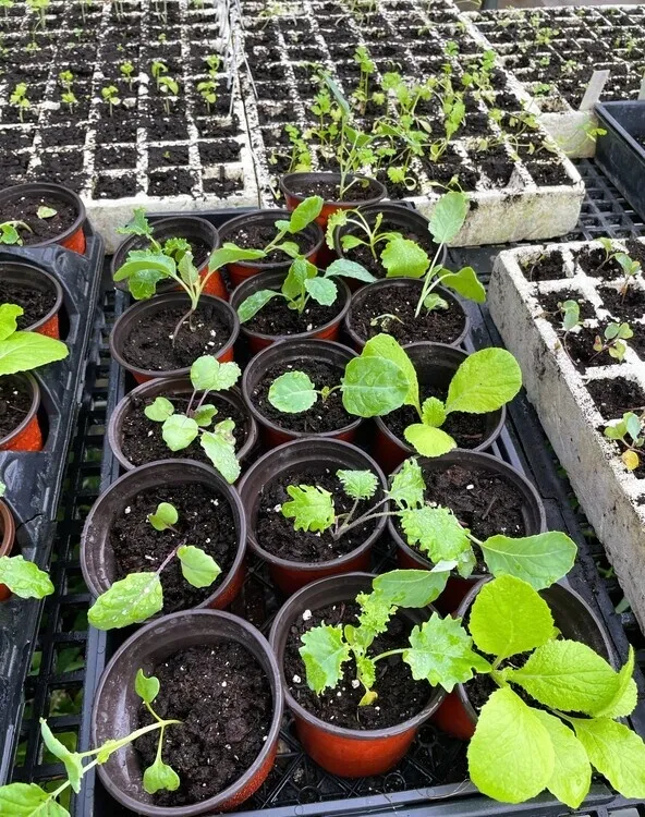 Flyer for Healthy Osprey Plant Swap
