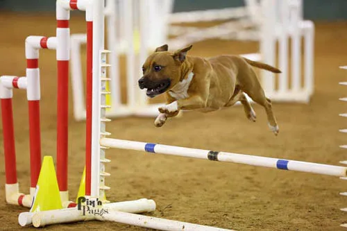 Flyer for AKC Agility Trial