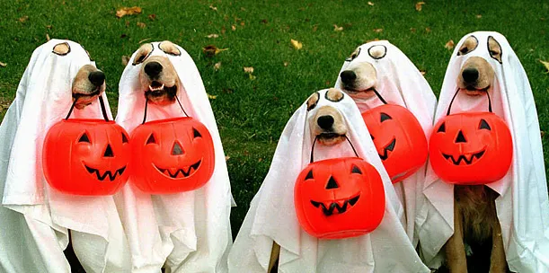 Flyer for 3rd Annual Dog-o-ween Party & Glow Walk